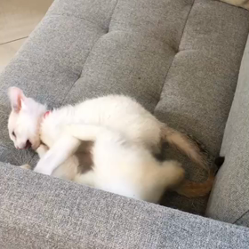 パウルちゃん、レオンくんの画像