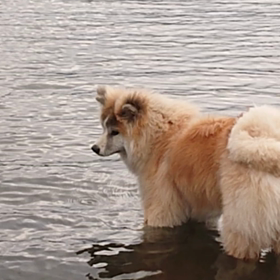 maruco本栖湖を楽しむの画像