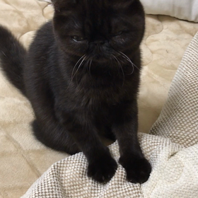 モフモフ2の画像