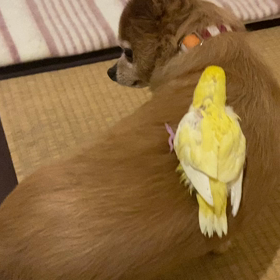 キメセリフを忘れてしまったけれど幸せ間違い無し。の画像