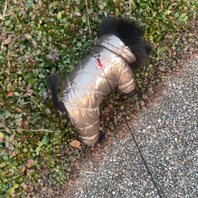 2023年11月30日　お散歩の画像