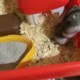 まんまんまるりんの画像