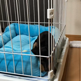 ミニピン、りくくん!(^^)!の画像