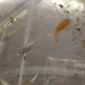 今日もめだかからの画像