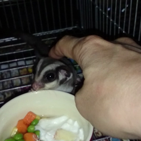 １月１日脱嚢 の男の子の画像