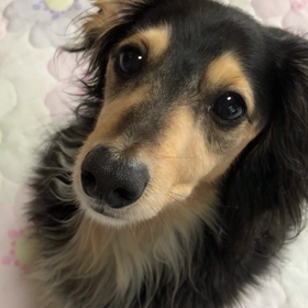 甘えた声を出しまくるの画像