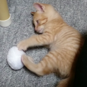 動画☆生後１ヶ月の頃の麦之丞(#^.^#)の画像