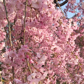 寒さ逆戻りの画像