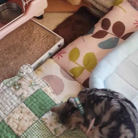 おいらも遊びたいのニャ～！の画像