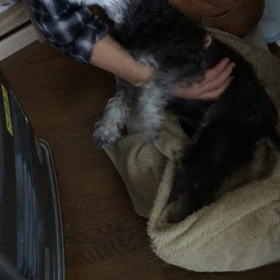 ラキも大掃除の画像