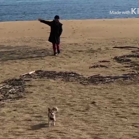 愛犬と！の画像