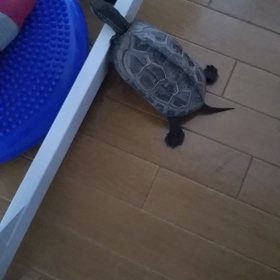 来たな!!の画像