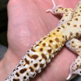 ゴジラちゃんプレゼンツ。の画像