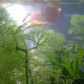 【ＧＨＤ】産卵シーンに遭遇の画像