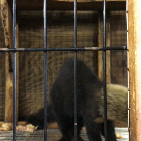 日本・初入荷❗️タイラ❗️の画像