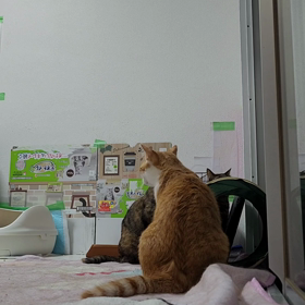 お外が気になるの画像