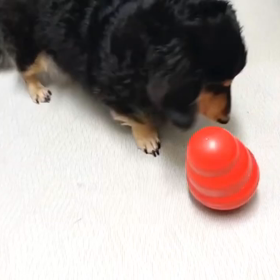 マロ花のお気に入り♪の画像