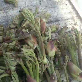 昨日はタラの芽取って回りましたの画像