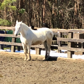 カラスに襲われる？の画像