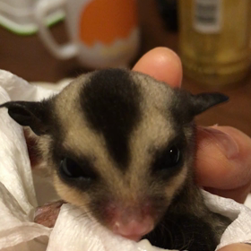 名前決まったよの画像