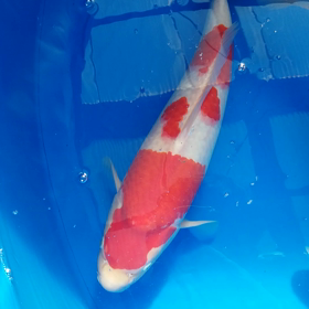 オスはコレの画像