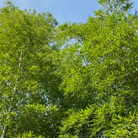 “自然と音遊び” プロジェクト vol.066！の画像