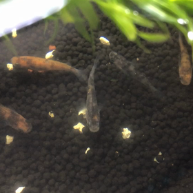 オロチ、三色の様子の画像