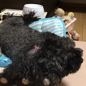 ここちゃんの日常✩13歳記録✩5の画像