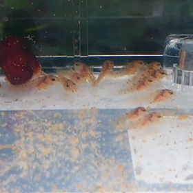 ゼブリーナ繁殖_18日目の画像