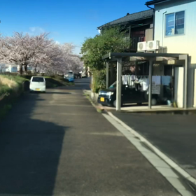 4/9桜満開ですの画像