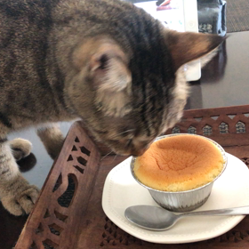 ぶんちゃんとお茶タイム♡の画像