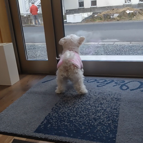 セカンドオピニオン失敗の画像