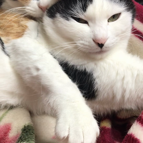 今朝の微睡の画像