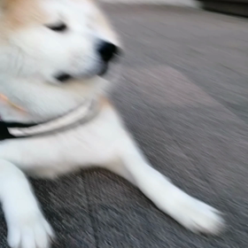 最初から明るい朝。今まで出会わなかったワンコにも会うようになってきた。未来丸が仲良くできるとの画像