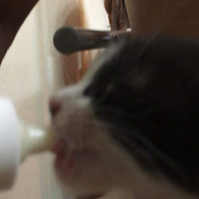 俺、親猫になる 46の画像