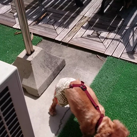 オリーブのリハビリ日記帳⑤その2の画像