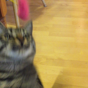 持ってくる猫の画像