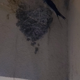 燕さんの続きの画像