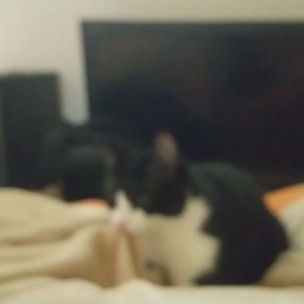 フミフミの画像