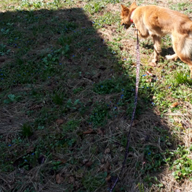 杏のリードへの理解度の画像