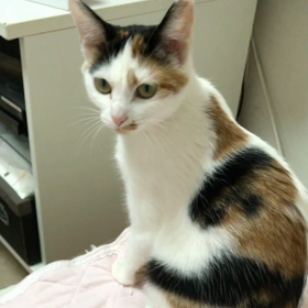 ディナーTimeの画像