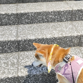 プリチリの画像