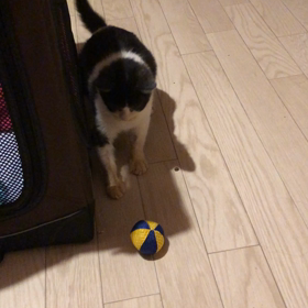 てんちゃん保護して15日の画像