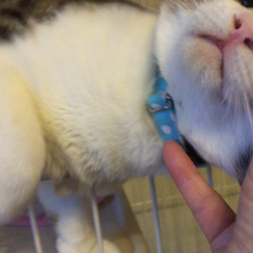 キジ白×２  預かりました！の画像