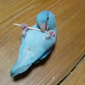 マメルリハのムーさんなすがままの動画の画像