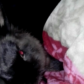 なでなで返しの❤の画像