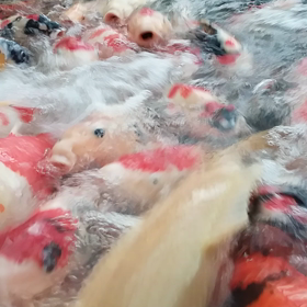 なぶら状態の画像