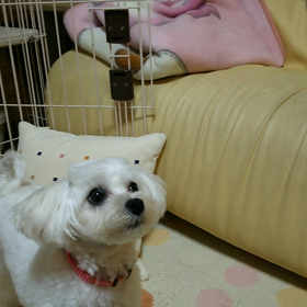 戦うリルその2の画像