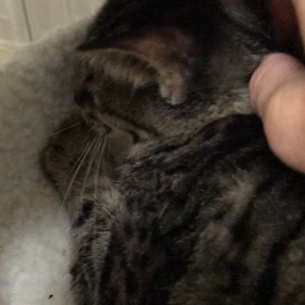 ミィちゃん避妊手術終わり！【里親様募集中】の画像