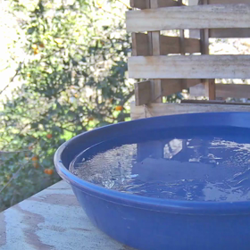 すぎぴたんの事件簿シーズン3　205話（氷に乗るヤマガラ）の画像